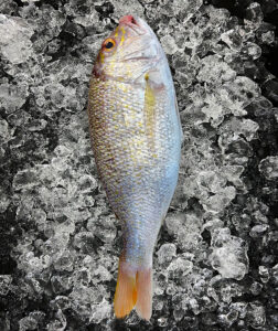 Sea Bream aka Ang Go Li Whole (紅戈里)