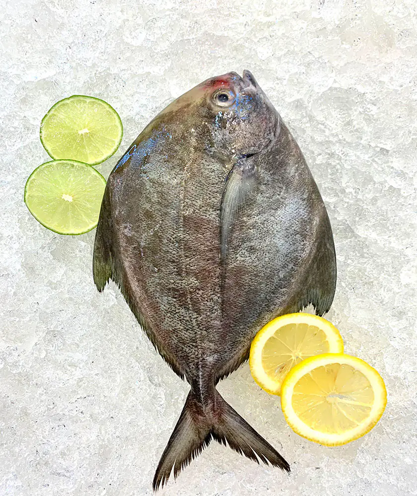 Black Pomfret (黑鲳）