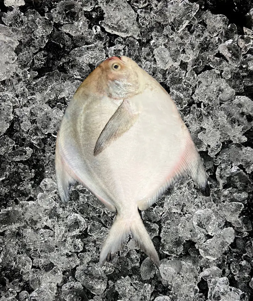 Chinese Pomfret (斗鲳)