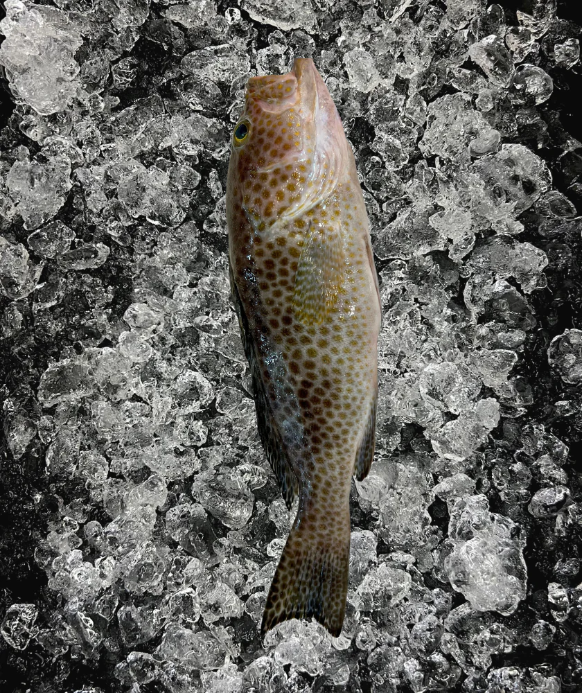 Flower Grouper (花斑鱼)