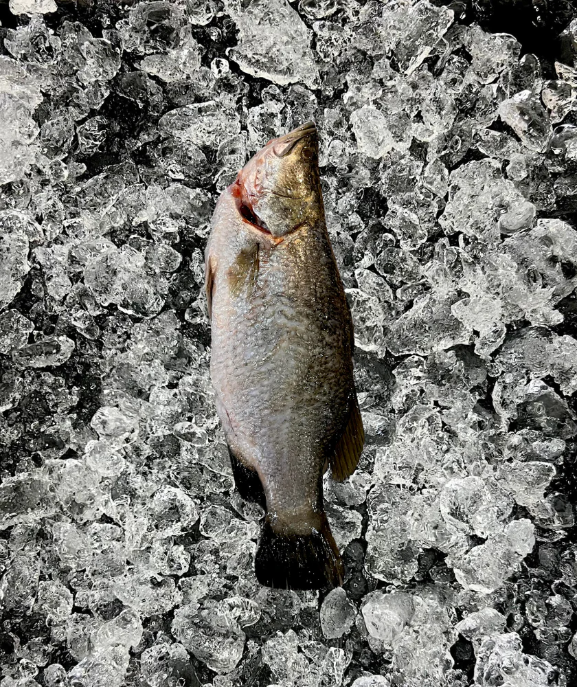 Seabass, Barramundi (金目鲈)