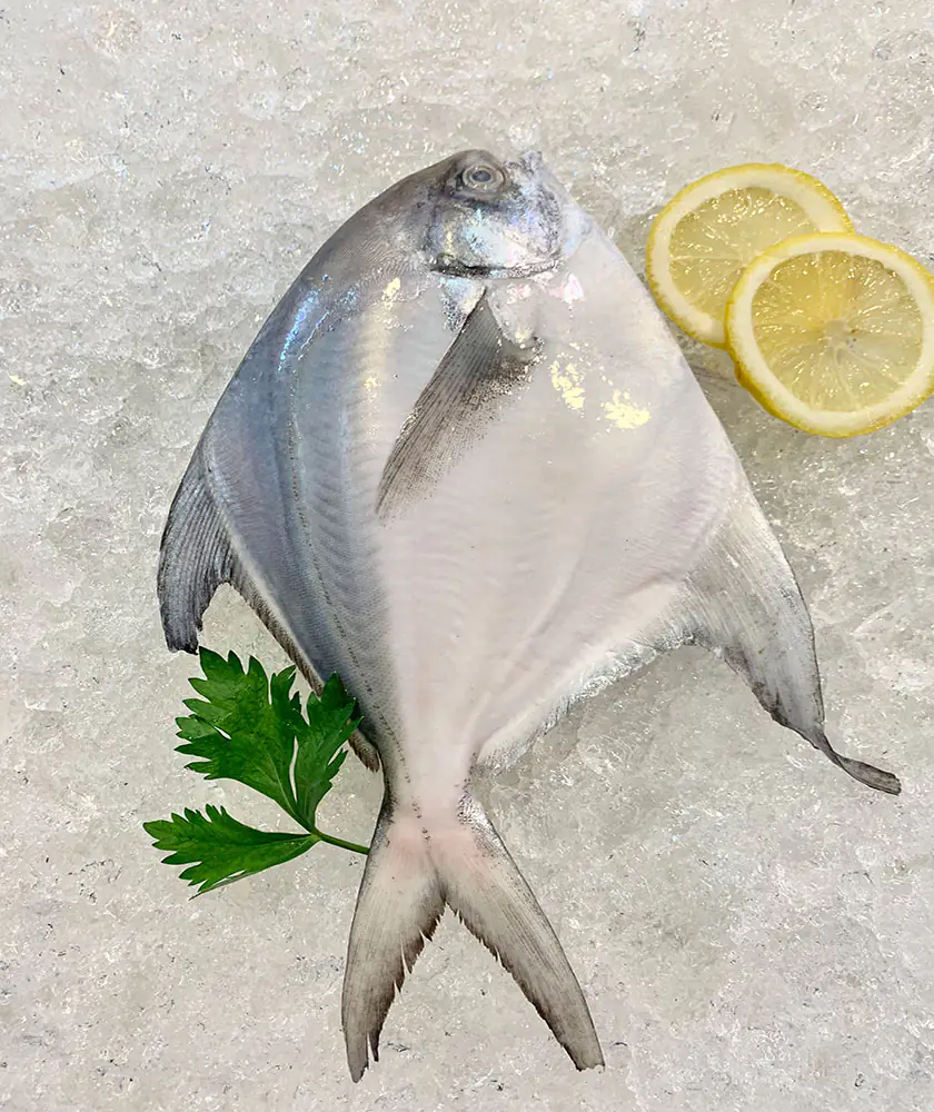 White Pomfret (白鲳）