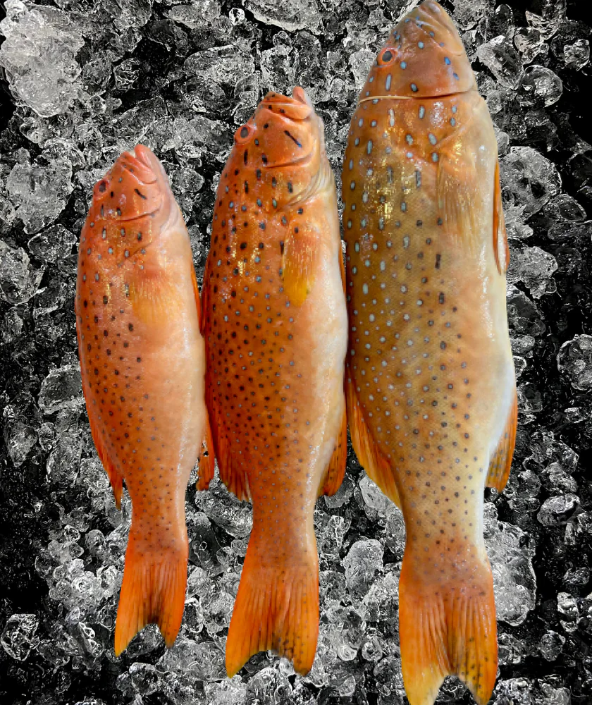 Red Grouper Whole (红班鱼)