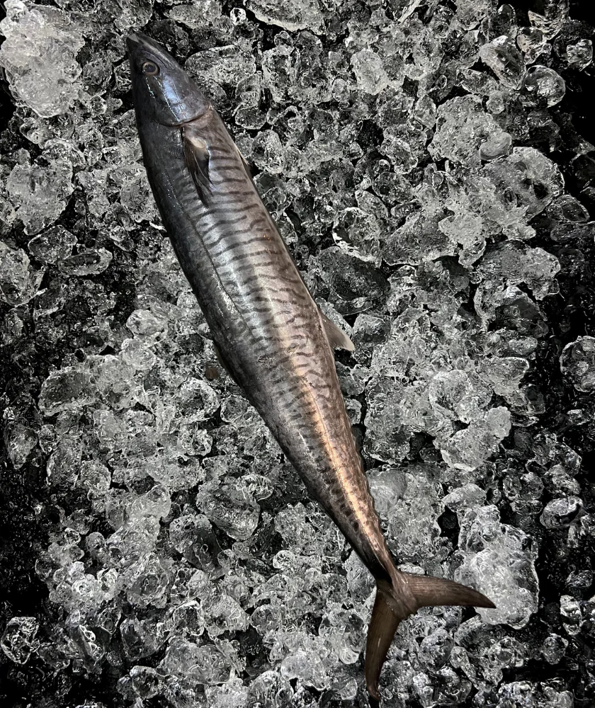 Mackerel aka Batang Whole (巴当鱼-整只)