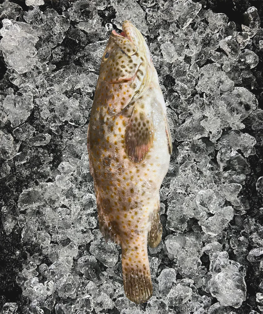 Black Grouper Whole (石斑鱼)